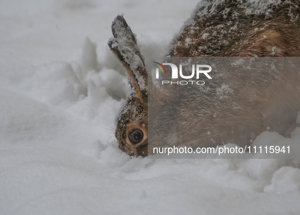 A rabbit is eating grass under a layer of snow during a snowfall in Linkoping, Sweden, on April 2, 2024. 