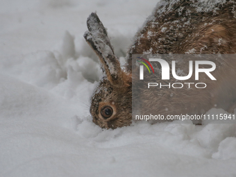 A rabbit is eating grass under a layer of snow during a snowfall in Linkoping, Sweden, on April 2, 2024. (