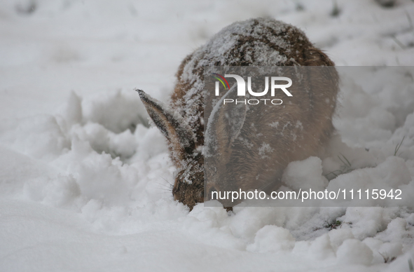 A rabbit is eating grass under a layer of snow during a snowfall in Linkoping, Sweden, on April 2, 2024. 