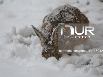 A rabbit is eating grass under a layer of snow during a snowfall in Linkoping, Sweden, on April 2, 2024. (