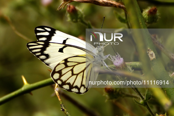 Belenois aurota, also known as the Pioneer White or African Caper White, is a small to medium-sized butterfly belonging to the family Pierid...