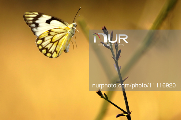 Belenois aurota, also known as the Pioneer White or African Caper White, is a small to medium-sized butterfly belonging to the family Pierid...