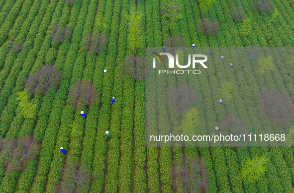 Workers are picking tea leaves at a tea planting base in Wuxi, Jiangsu Province, China, on April 3, 2024. 