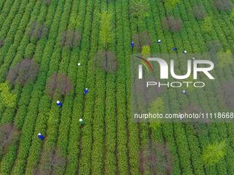 Workers are picking tea leaves at a tea planting base in Wuxi, Jiangsu Province, China, on April 3, 2024. (