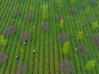 Workers are picking tea leaves at a tea planting base in Wuxi, Jiangsu Province, China, on April 3, 2024. (