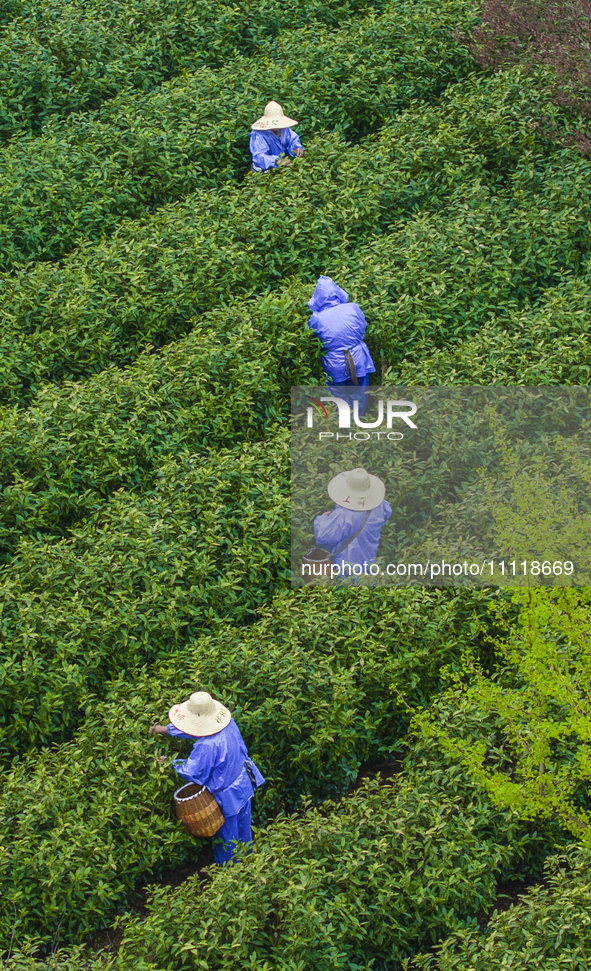 Workers are picking tea leaves at a tea planting base in Wuxi, Jiangsu Province, China, on April 3, 2024. 