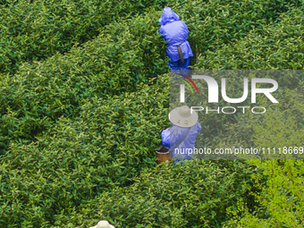 Workers are picking tea leaves at a tea planting base in Wuxi, Jiangsu Province, China, on April 3, 2024. (