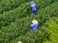 Workers are picking tea leaves at a tea planting base in Wuxi, Jiangsu Province, China, on April 3, 2024. (