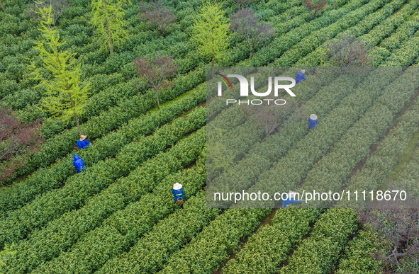 Workers are picking tea leaves at a tea planting base in Wuxi, Jiangsu Province, China, on April 3, 2024. 