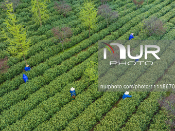 Workers are picking tea leaves at a tea planting base in Wuxi, Jiangsu Province, China, on April 3, 2024. (