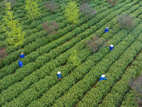 Workers are picking tea leaves at a tea planting base in Wuxi, Jiangsu Province, China, on April 3, 2024. (