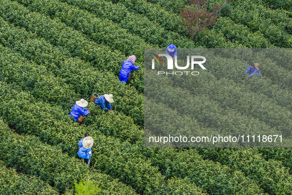 Workers are picking tea leaves at a tea planting base in Wuxi, Jiangsu Province, China, on April 3, 2024. 