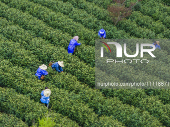 Workers are picking tea leaves at a tea planting base in Wuxi, Jiangsu Province, China, on April 3, 2024. (