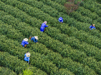 Workers are picking tea leaves at a tea planting base in Wuxi, Jiangsu Province, China, on April 3, 2024. (