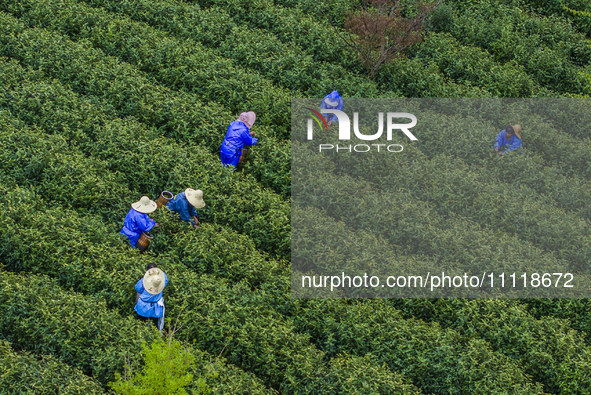 Workers are picking tea leaves at a tea planting base in Wuxi, Jiangsu Province, China, on April 3, 2024. 