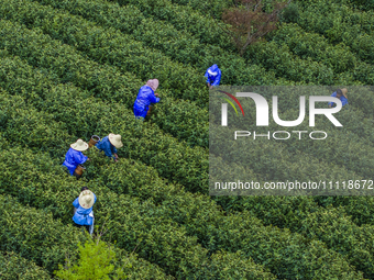 Workers are picking tea leaves at a tea planting base in Wuxi, Jiangsu Province, China, on April 3, 2024. (