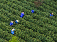 Workers are picking tea leaves at a tea planting base in Wuxi, Jiangsu Province, China, on April 3, 2024. (