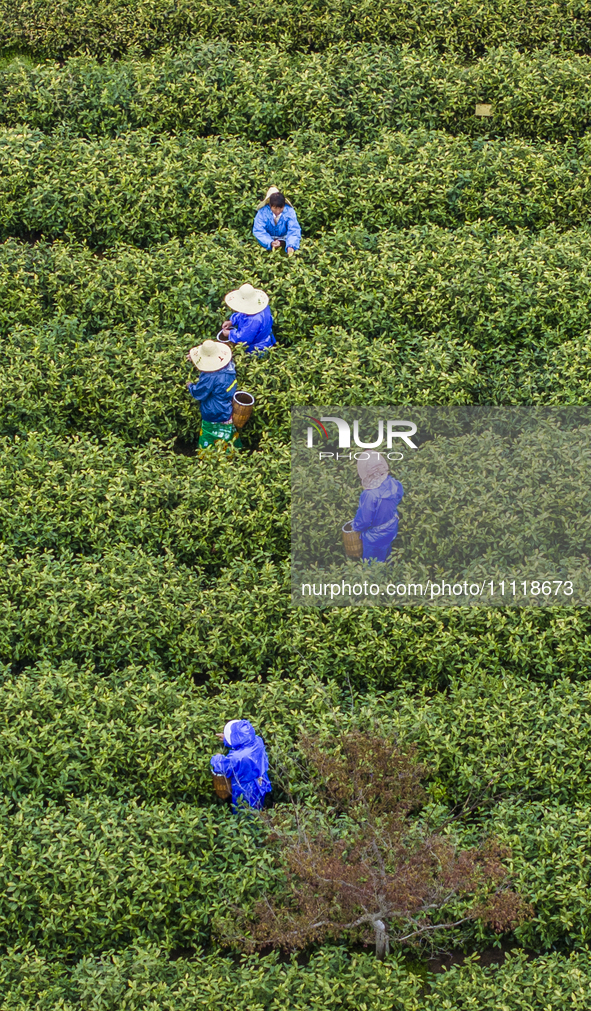 Workers are picking tea leaves at a tea planting base in Wuxi, Jiangsu Province, China, on April 3, 2024. 