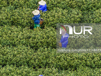 Workers are picking tea leaves at a tea planting base in Wuxi, Jiangsu Province, China, on April 3, 2024. (