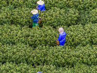 Workers are picking tea leaves at a tea planting base in Wuxi, Jiangsu Province, China, on April 3, 2024. (