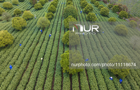 Workers are picking tea leaves at a tea planting base in Wuxi, Jiangsu Province, China, on April 3, 2024. 