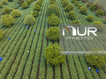 Workers are picking tea leaves at a tea planting base in Wuxi, Jiangsu Province, China, on April 3, 2024. (