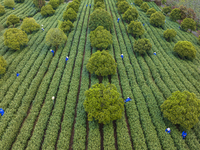 Workers are picking tea leaves at a tea planting base in Wuxi, Jiangsu Province, China, on April 3, 2024. (