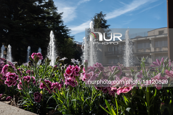 pink flowers in Memorial Park is seen in L'Aquila, Italy, on April 5th, 2024. On April 6th L'Aquila will commemorate its 15th anniversary of...