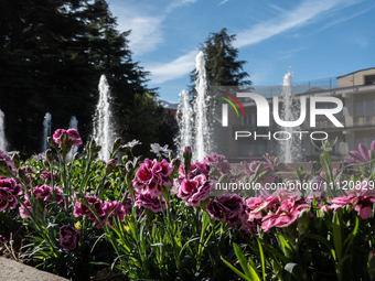 pink flowers in Memorial Park is seen in L'Aquila, Italy, on April 5th, 2024. On April 6th L'Aquila will commemorate its 15th anniversary of...