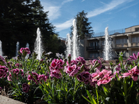 pink flowers in Memorial Park is seen in L'Aquila, Italy, on April 5th, 2024. On April 6th L'Aquila will commemorate its 15th anniversary of...