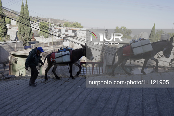 A person is carrying water with his donkeys in Santa Cruz Acalpixca, Xochimilco, in Mexico City, due to a water shortage in the area. 