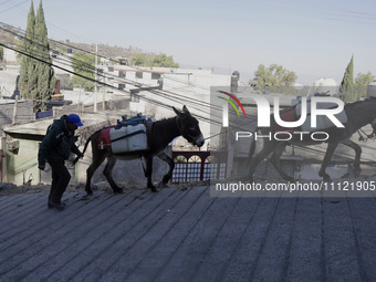 A person is carrying water with his donkeys in Santa Cruz Acalpixca, Xochimilco, in Mexico City, due to a water shortage in the area. (