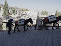 A person is carrying water with his donkeys in Santa Cruz Acalpixca, Xochimilco, in Mexico City, due to a water shortage in the area. (