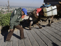 A person is carrying water with his donkeys in Santa Cruz Acalpixca, Xochimilco, in Mexico City, due to a water shortage in the area. (