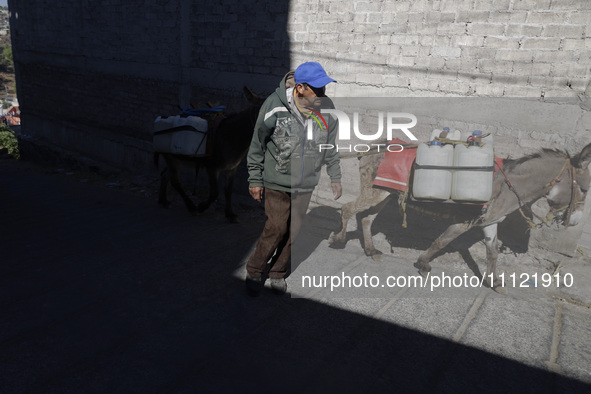 A person is carrying water with his donkeys in Santa Cruz Acalpixca, Xochimilco, in Mexico City, due to a water shortage in the area. 