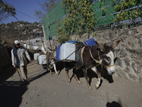 A person is carrying water with his donkeys in Santa Cruz Acalpixca, Xochimilco, in Mexico City, due to a water shortage in the area. (