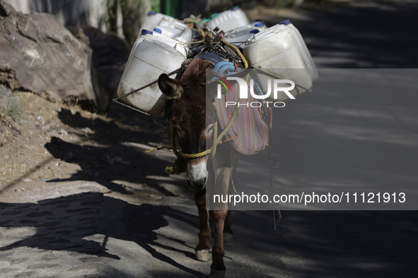 Donkeys are carrying water extracted from a well in Santa Cruz Acalpixca, Xochimilco, in Mexico City, due to the shortage of water in the ar...