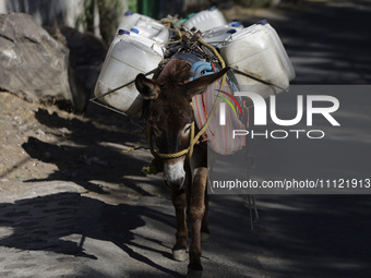 Donkeys are carrying water extracted from a well in Santa Cruz Acalpixca, Xochimilco, in Mexico City, due to the shortage of water in the ar...