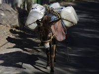 Donkeys are carrying water extracted from a well in Santa Cruz Acalpixca, Xochimilco, in Mexico City, due to the shortage of water in the ar...