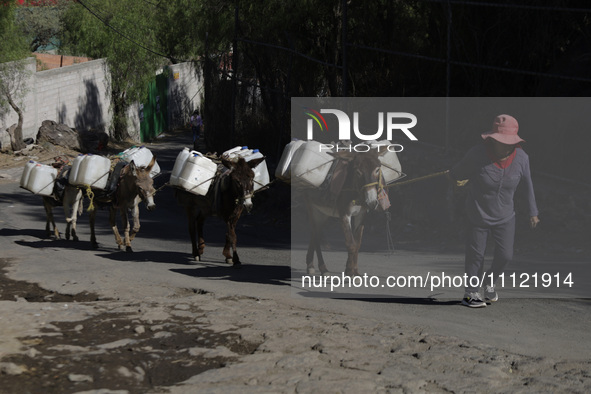 A person is carrying water with his donkeys in Santa Cruz Acalpixca, Xochimilco, in Mexico City, due to a water shortage in the area. 