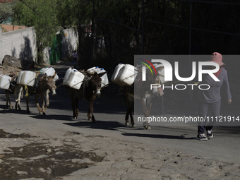 A person is carrying water with his donkeys in Santa Cruz Acalpixca, Xochimilco, in Mexico City, due to a water shortage in the area. (