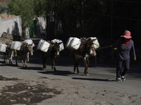 A person is carrying water with his donkeys in Santa Cruz Acalpixca, Xochimilco, in Mexico City, due to a water shortage in the area. (