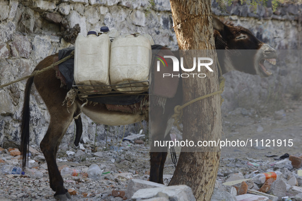 A donkey is carrying water extracted from a well in Santa Cruz Acalpixca, Xochimilco, in Mexico City, due to the shortage of water in the ar...