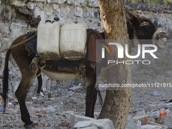 A donkey is carrying water extracted from a well in Santa Cruz Acalpixca, Xochimilco, in Mexico City, due to the shortage of water in the ar...