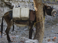 A donkey is carrying water extracted from a well in Santa Cruz Acalpixca, Xochimilco, in Mexico City, due to the shortage of water in the ar...