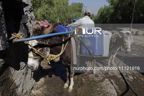 A person is filling water drums that are being transported by donkeys in Santa Cruz Acalpixca, Xochimilco, in Mexico City, due to a shortage...