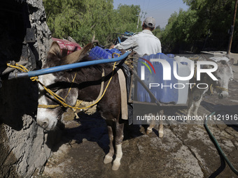 A person is filling water drums that are being transported by donkeys in Santa Cruz Acalpixca, Xochimilco, in Mexico City, due to a shortage...