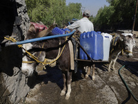 A person is filling water drums that are being transported by donkeys in Santa Cruz Acalpixca, Xochimilco, in Mexico City, due to a shortage...