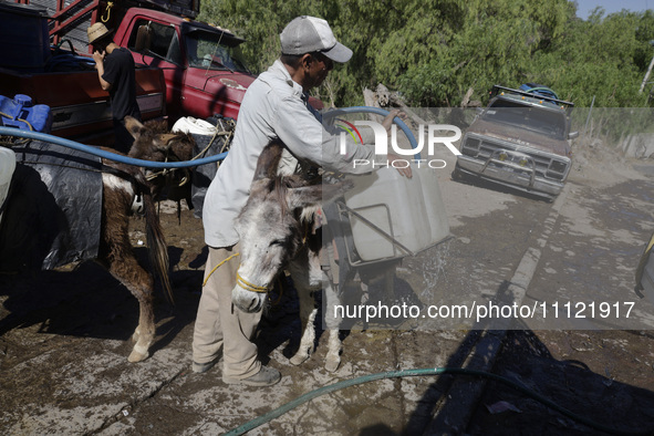 A person is filling water drums that are being transported by donkeys in Santa Cruz Acalpixca, Xochimilco, in Mexico City, due to a shortage...