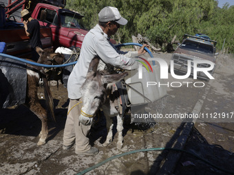 A person is filling water drums that are being transported by donkeys in Santa Cruz Acalpixca, Xochimilco, in Mexico City, due to a shortage...